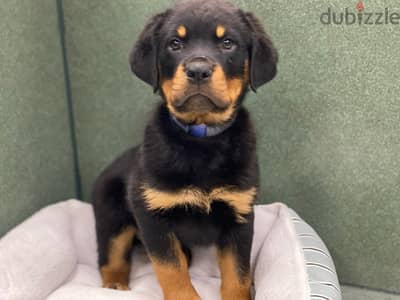 Rottweiler