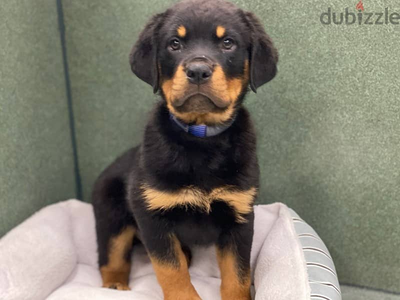 Rottweiler puppies (Contact for video) 0