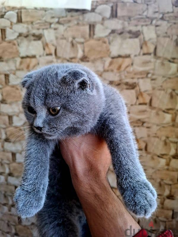 Scottish Fold 2