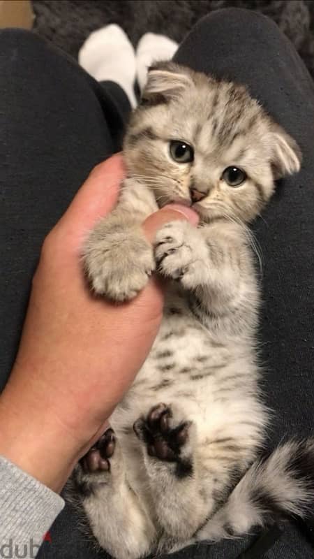 Scottish Fold Silve chinchilla Kitten Imported 0