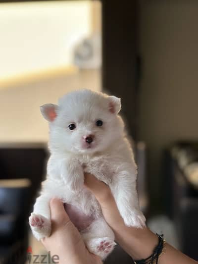 pomeranian