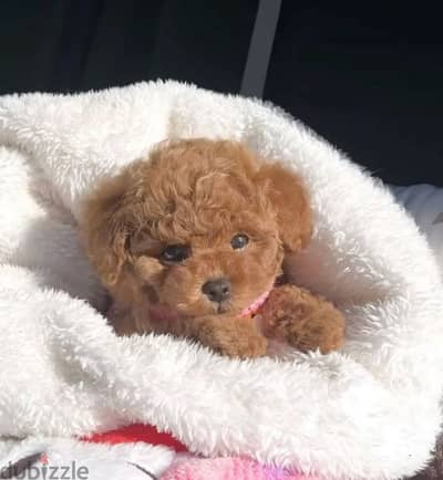 Poodle Puppies Available/High Quality/Dog/كلاب/Delivery