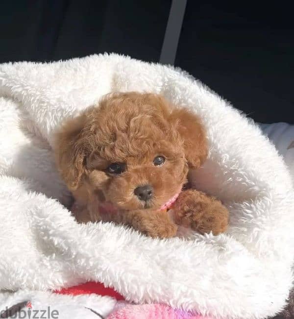 Poodle Puppies Available/High Quality/Dog/كلاب/Delivery 0