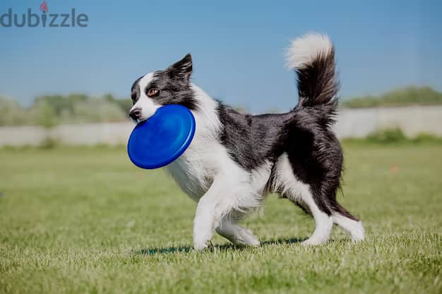 Bite Resistant Flying Disc 2