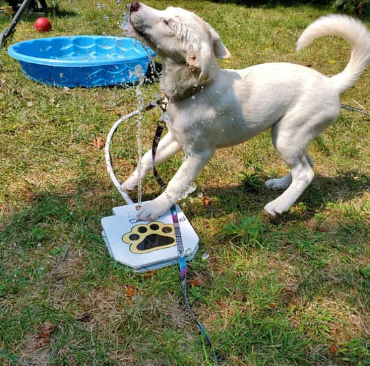 Outdoor automatic step on drinking fountain for dogs 1