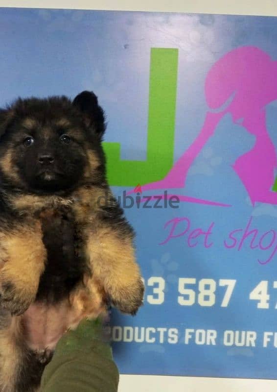 german shepherd puppies 1