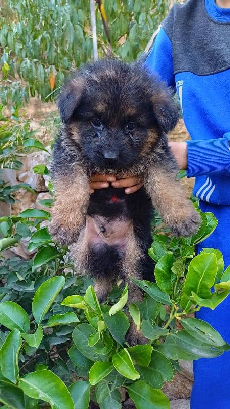 german shepherd puppies 3