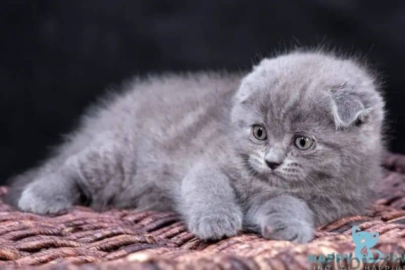 scottish fold and straight 0