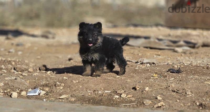 Female german shepherd puppy 0