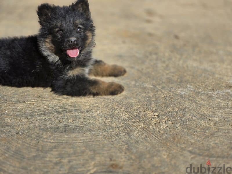 Female german shepherd puppy 1