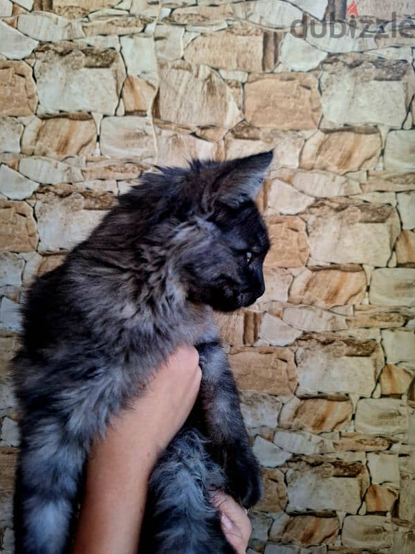 Mainecoon 1