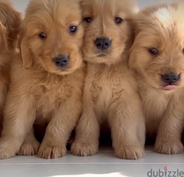 Golden Retriever Gold 0