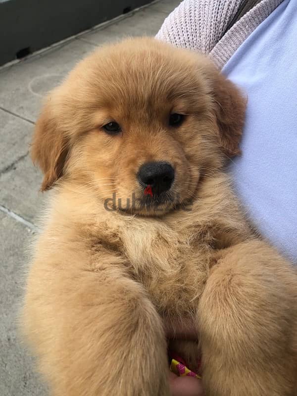 Golden Retriever Puppy Delivery 0