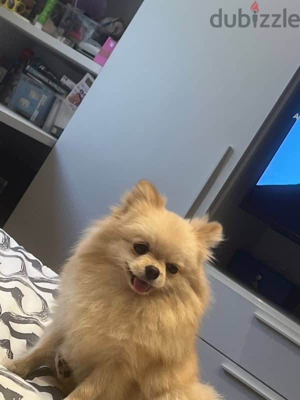 Pomeranian Dog For Sale 0