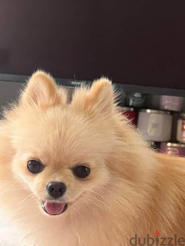 Pomeranian Dog For Sale 1