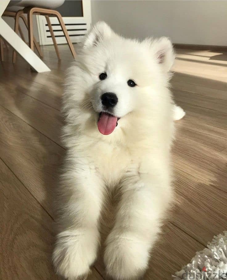 Perfect Samoyed Puppies Snow White/ dog Available in store 0