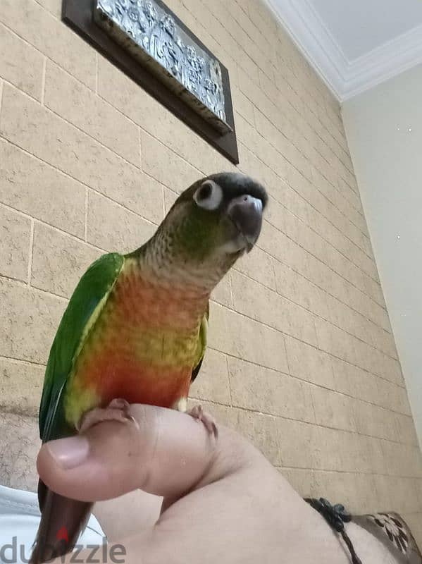 green cheeck conure 2