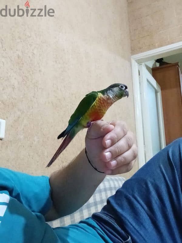 green cheeck conure 3