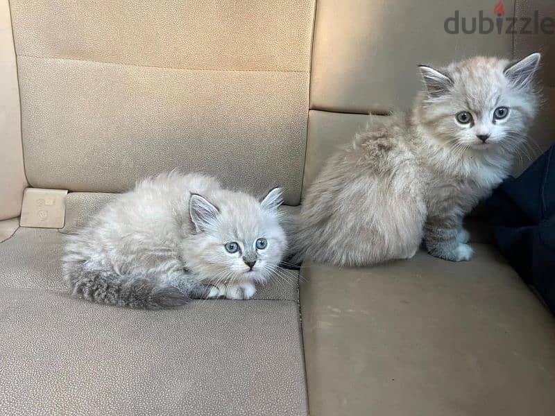 cutest himalayan ragdoll mix kittens! 0