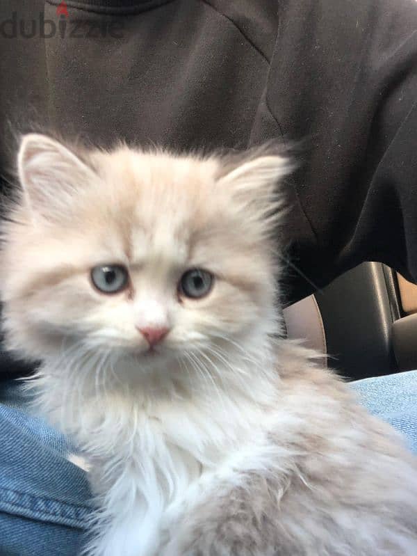 cutest himalayan ragdoll mix kittens! 1