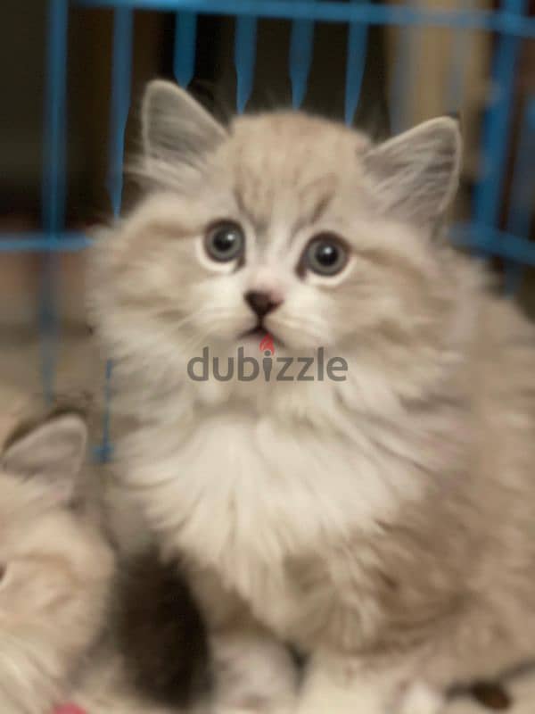 cutest himalayan ragdoll mix kittens! 2