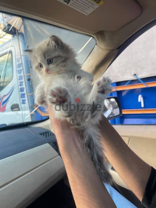 cutest himalayan ragdoll mix kittens! 3