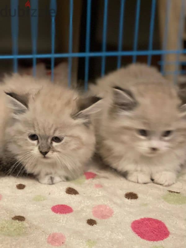 cutest himalayan ragdoll mix kittens! 4