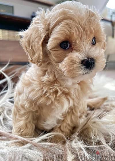 Small size Maltipoo puppy imported pure breed Delivery/ Dog /كل / كلاب