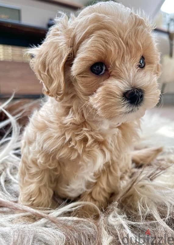 Small size Maltipoo puppy imported pure breed Delivery/ Dog /كل / كلاب 0