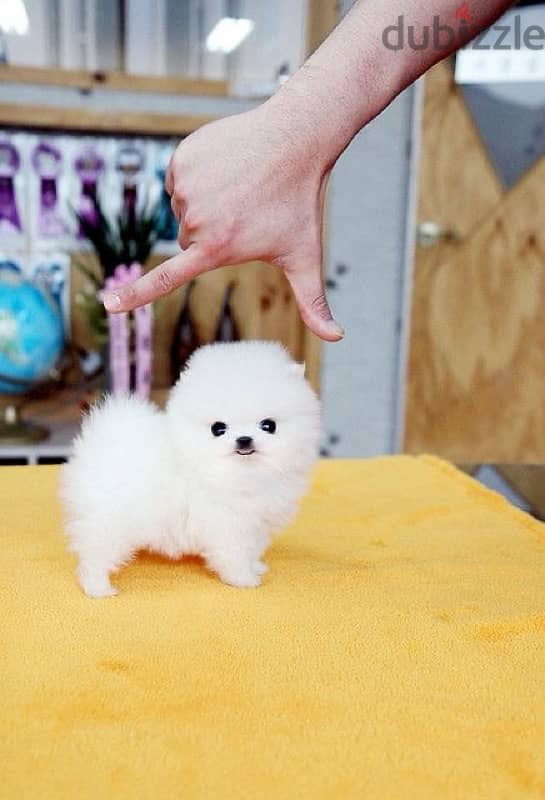 TEACUP Pomeranian white puppy DELIVERY Dog كلاب 0