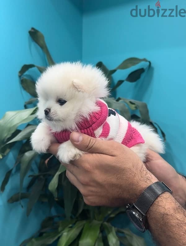 Teacup Pomeranian puppy pure breed dog كلاب DELIVERY AVAILABLE 0