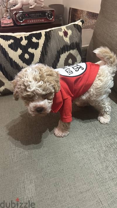 Toy poodle