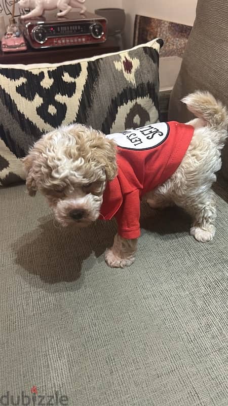 Toy poodle 0