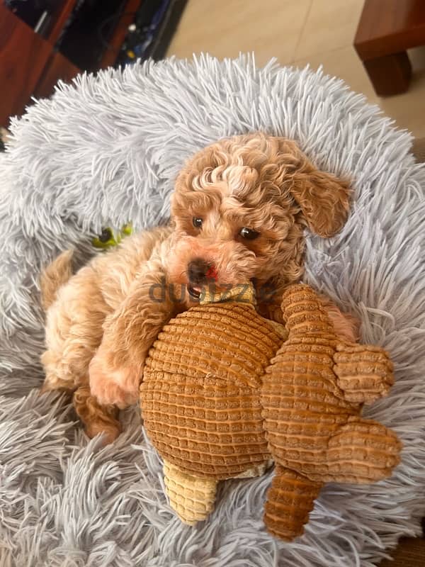 Toy poodle 1