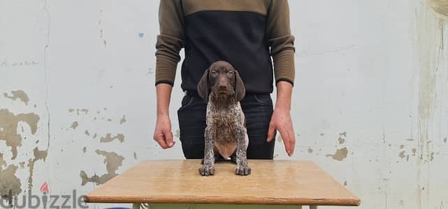 German short-haired pointer GSP كلاب صيد جرو