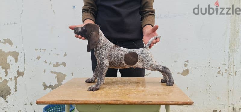 German short-haired pointer GSP كلاب صيد جرو 2