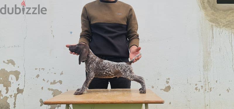 German short-haired pointer GSP كلاب صيد جرو 2