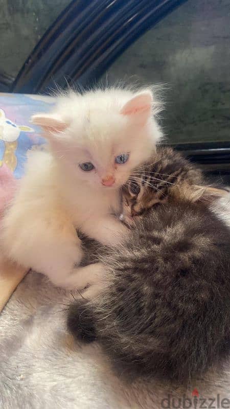 Turkish angora kittens 4