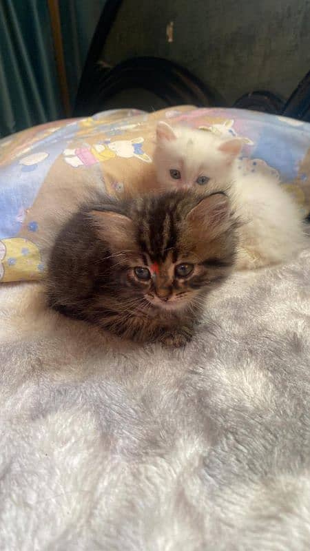 Turkish angora kittens 5