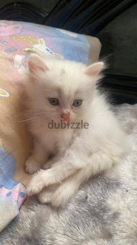 Turkish angora kittens 6