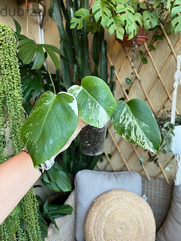 Monstera Albo plant 0