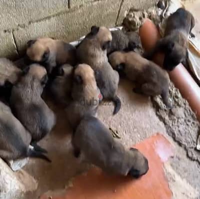 malinois puppies pure breed