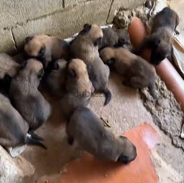 malinois puppies pure breed 0