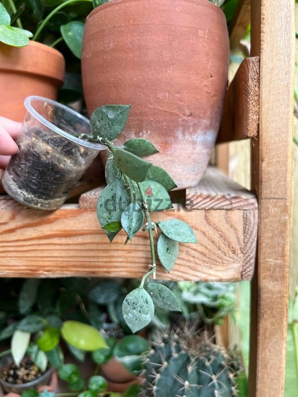 Hoya plants starting 7$ 1