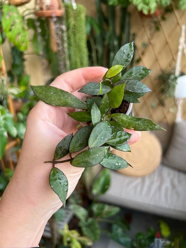 Hoya plants starting 7$ 5