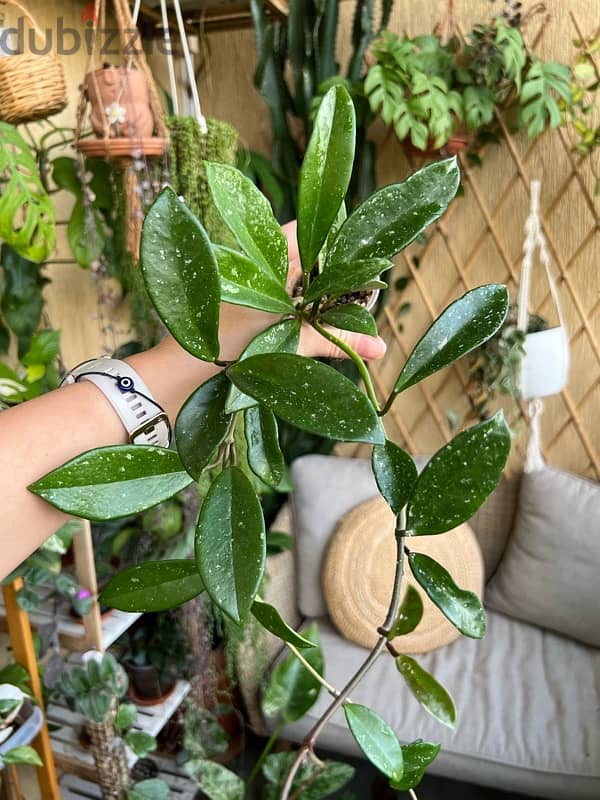 Hoya plants starting 7$ 6