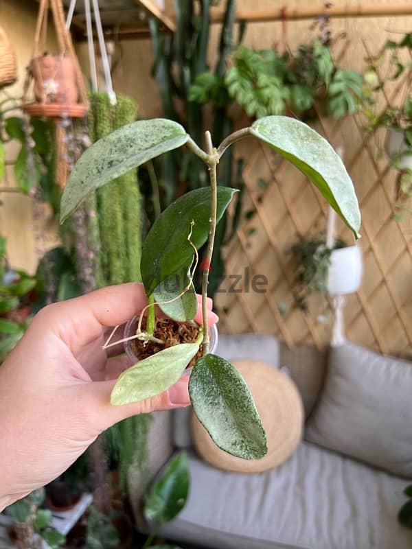 Hoya plants starting 7$ 7