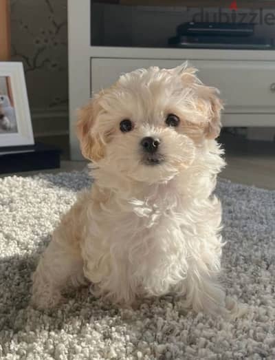 Maltipoo