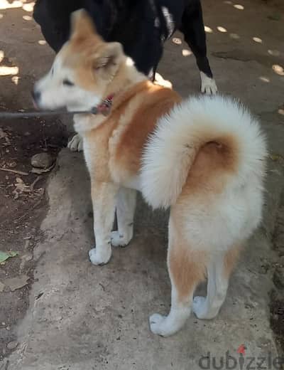 Japanese Akita Puppy (Obedience Trained)