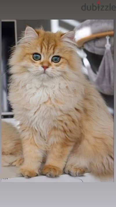 Majestic British Golden Chinchilla long hair kitten Imported Cat قطط